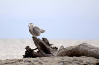 Snowy Owl on Driftwood